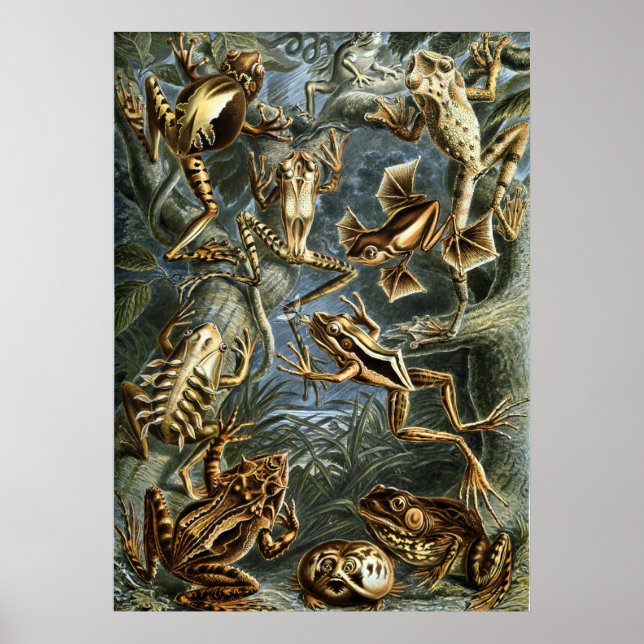 Poster Grenouilles de Haeckel (Devant)