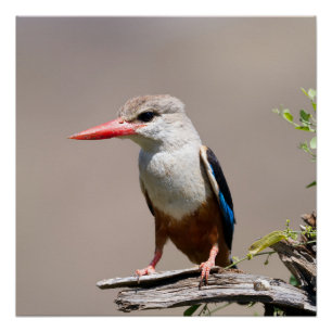 Poster Grey-Headed Kingfisher