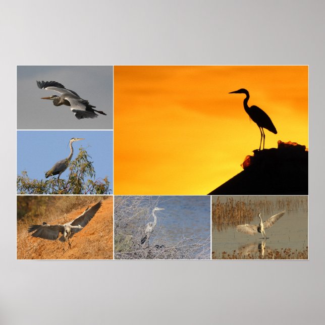 Poster Grey Heron Collage (Devant)