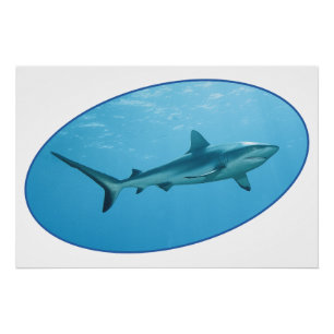 Poster Grey Reefshark, Yap Island - Design photographique