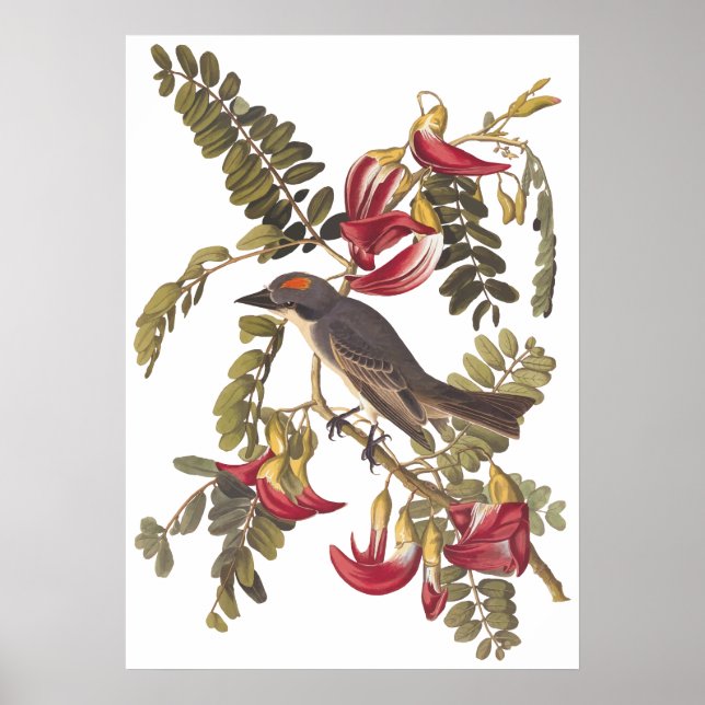 Poster Grey Tyrant Kingbird Audubon Vintage Art Boite (Devant)