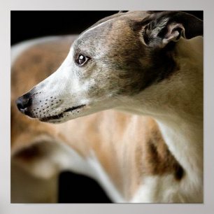 Poster Greyhound Dog