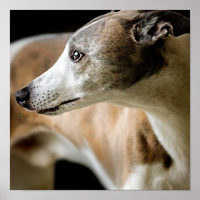 Poster Greyhound Dog (Devant)
