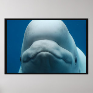 Poster Grinning White Whale