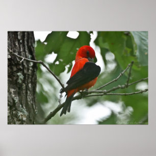 Poster "Grooming Beauty" Scartlet Tanager