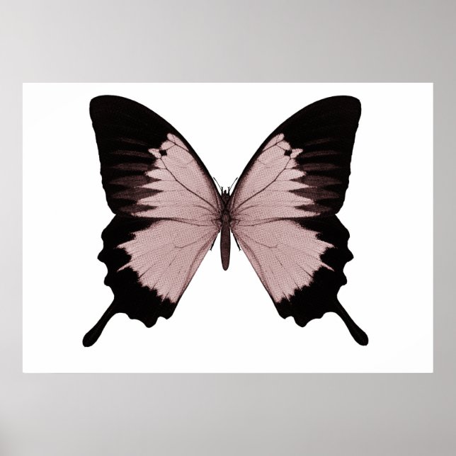 Poster Gros Papillon rouge et noir (Devant)