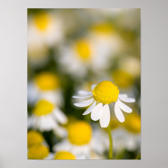 Poster Gros plan de la fleur de chamomille, Hongrie (Devant)