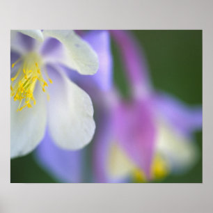 Poster Gros plan de la fleur de l'Ancolie du Colorado.