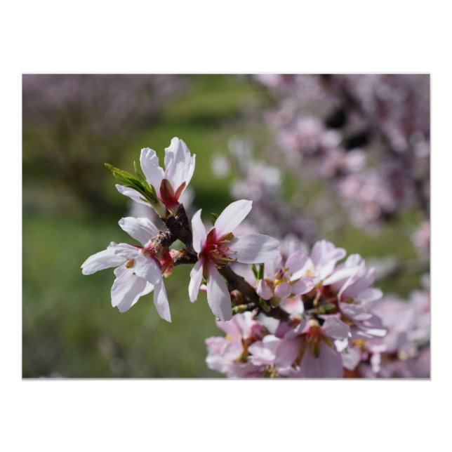 Poster Gros plan de l'amande Blossom (Devant)