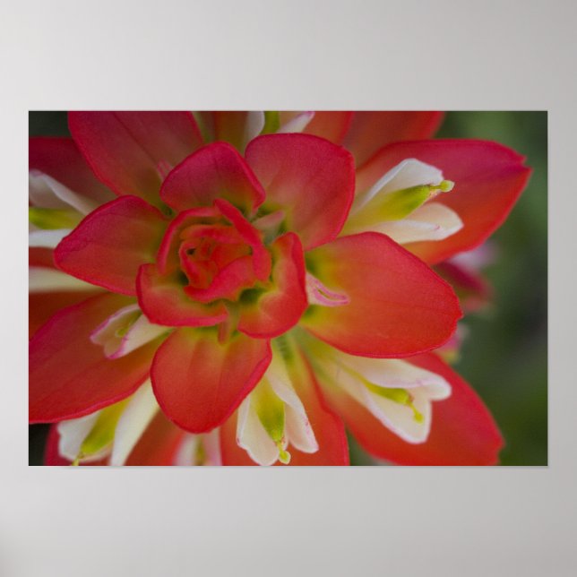 Poster Gros plan de pinceau indien près de Gay Hill, (Devant)