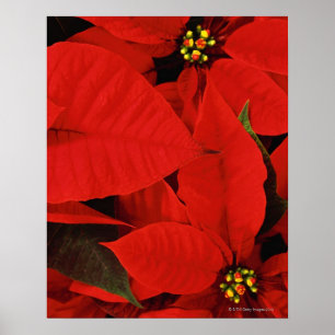 Poster Gros plan de Poinsettia