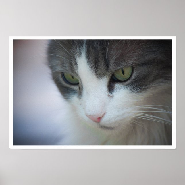 Poster Gros plan de Tabby et de chat blanc (Devant)