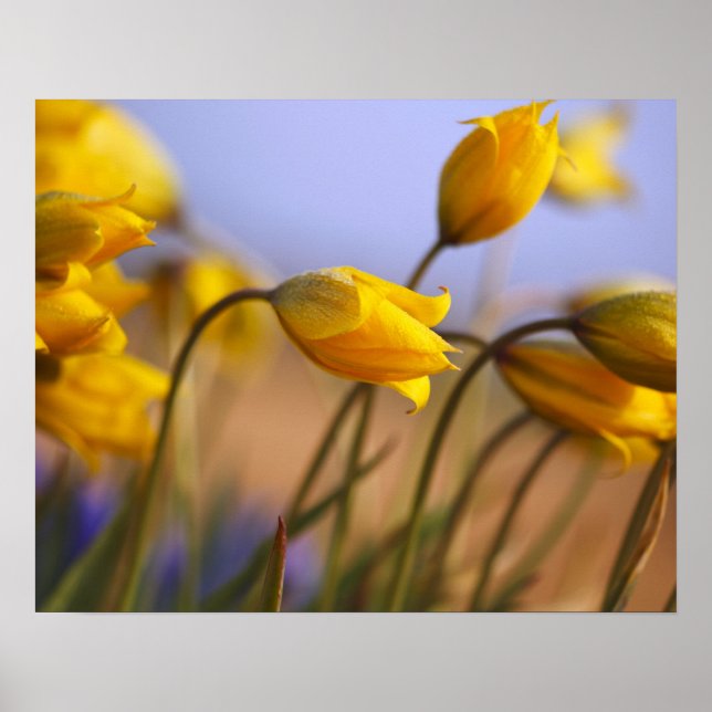 Poster Gros plan des jonquilles (Devant)