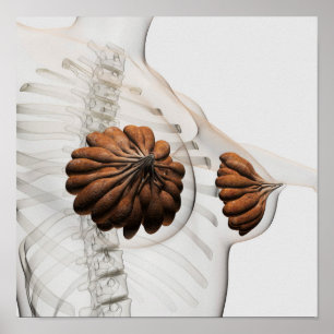 Poster Gros Plan Des Marais Mammaires Féminins