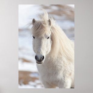 Poster Gros plan d'un cheval islandais blanc