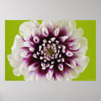 Gros plan d'une fleur