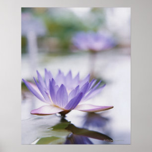 Poster Gros plan d'une nappe d'eau violette flottant sur