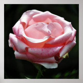 Poster Gros plan rose 2