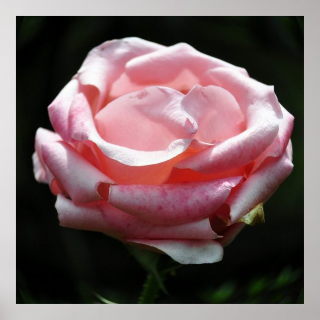 Poster Gros plan rose 2 (Devant)