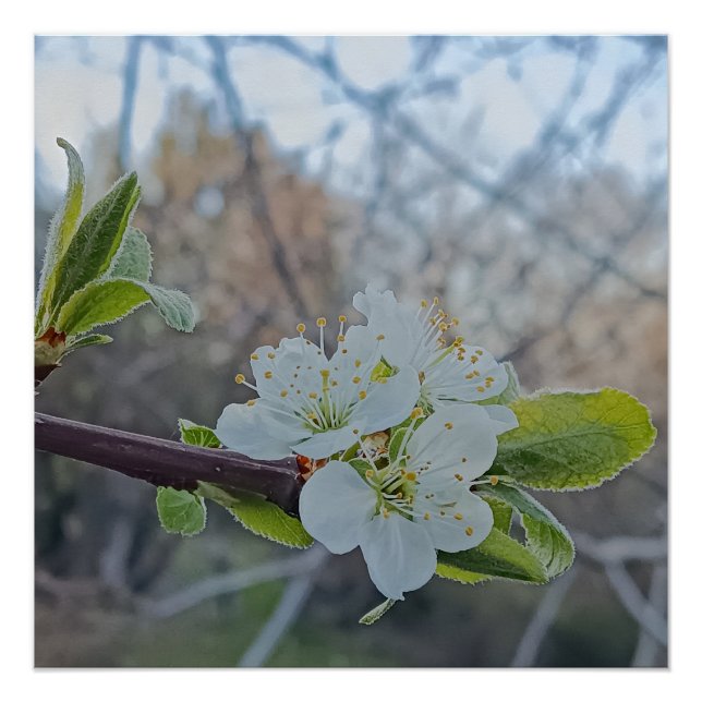 Poster Gros plan sur des fleurs de cerisier blanches au p (Devant)