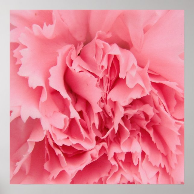 Poster Gros plan sur l'affiche rose (Devant)