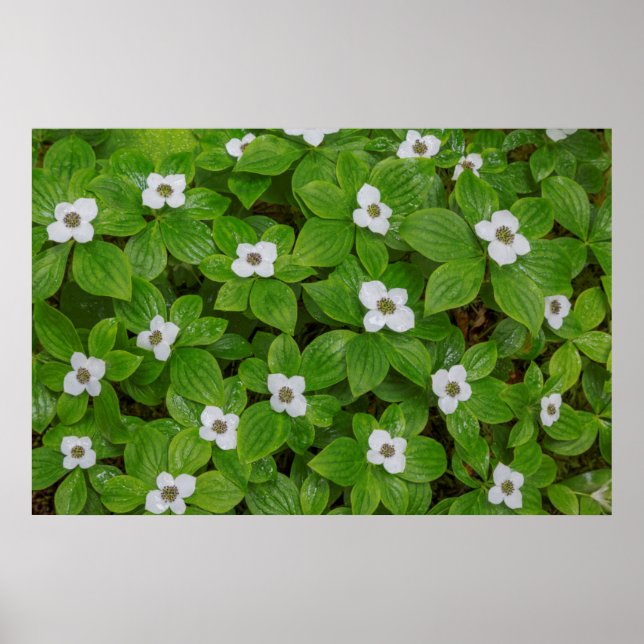 Poster Gros plan sur le cornouiller à fleurs blanches (Devant)