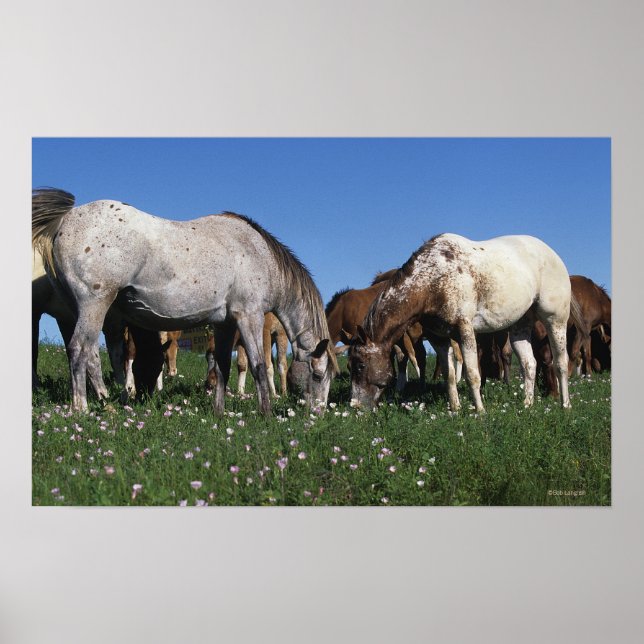Poster Groupe d'Appaloosa Horses Grazing (Devant)
