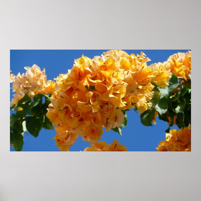 Poster Groupe de bougainvilliers d'or Floral (Devant)