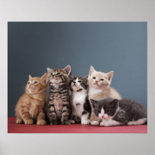 Poster Groupe de chatons