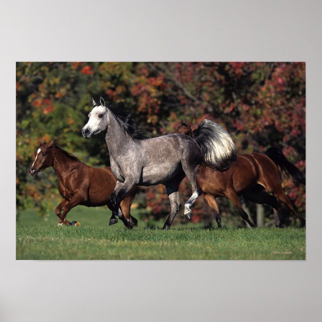 Poster Groupe de Chevaux arabes en course (Devant)