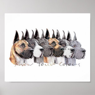 Poster Groupe de couleurs du Grand Danois Show