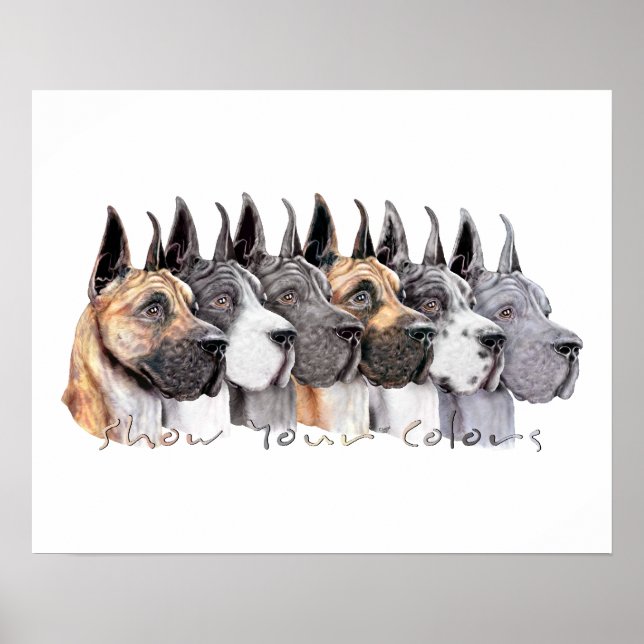 Poster Groupe de couleurs Great Dane Show (Devant)