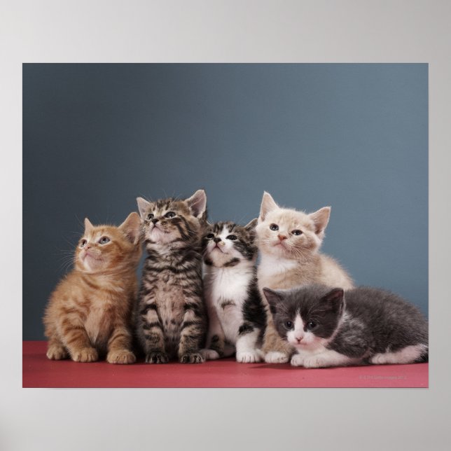 Poster Groupe de Kittens (Devant)