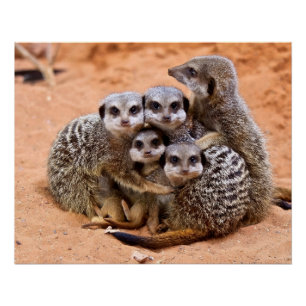 Poster Groupe de Meerkats