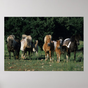 Poster Groupe de poulains miniatures