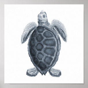 Poster Groupe de Vie marine de la tortue de mer gris12A i