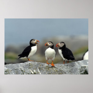 Poster Groupe Macareux Atlantique