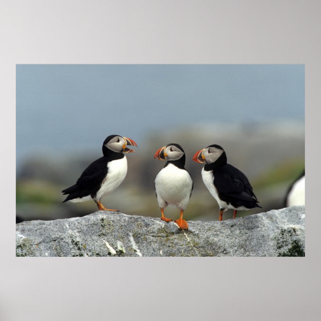 Poster Groupe Macareux Atlantique (Devant)