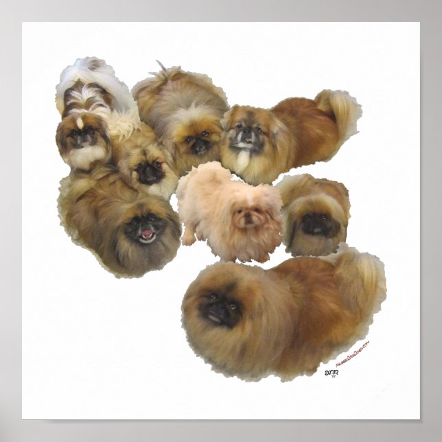 Poster Groupe Pekingese (Devant)
