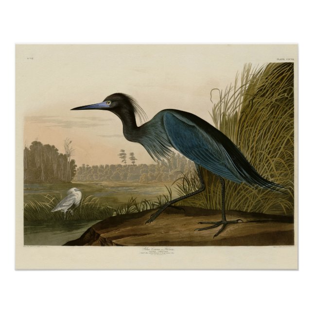 Poster Grue Bleue Heron Audubon Peinture (Devant)