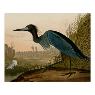 Poster Grue bleue Héron Impression Audubon Art côtier