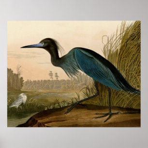 Poster Grue bleue Héron Peinture Audubon