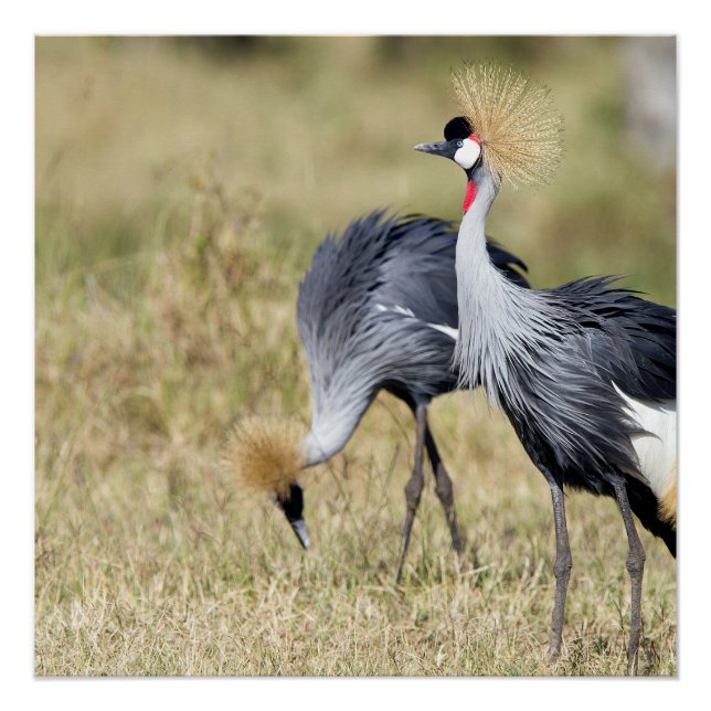 Poster Grues à Masai Mara (Devant)