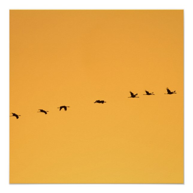 Poster Grues au lever du soleil (Devant)