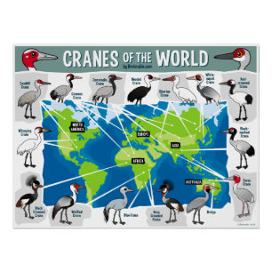 Poster Grues du monde