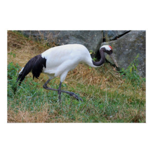 Poster Grus japonisis