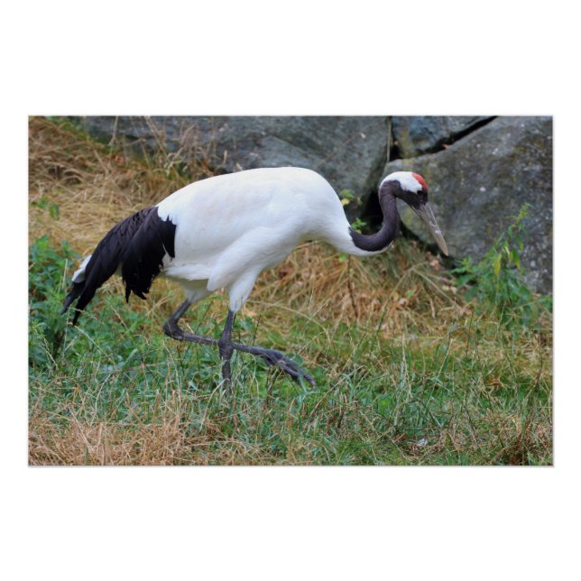 Poster Grus japonisis (Devant)