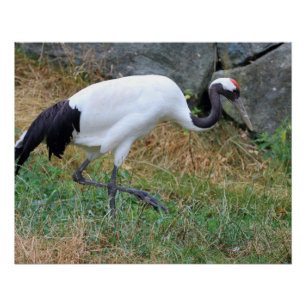 Poster Grus japonisis