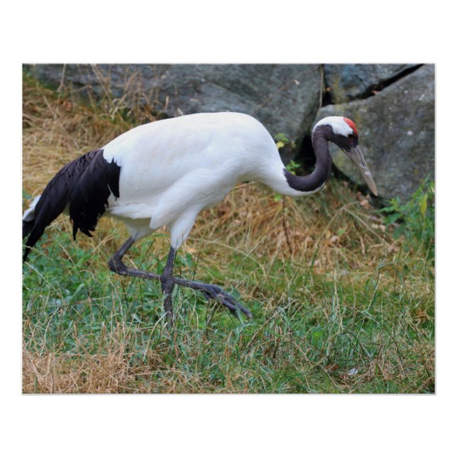 Poster Grus japonisis (Devant)