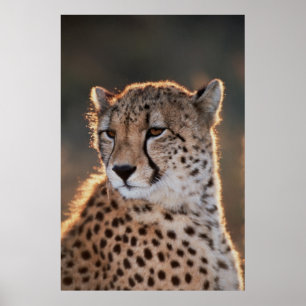 Poster Guépard regardant loin